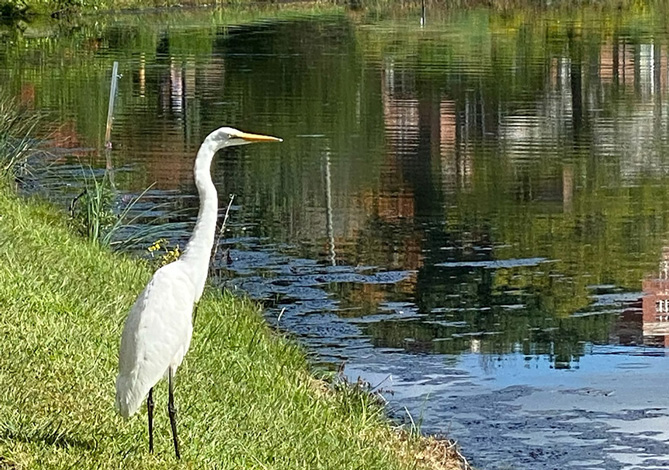 Heron by Lake Photo